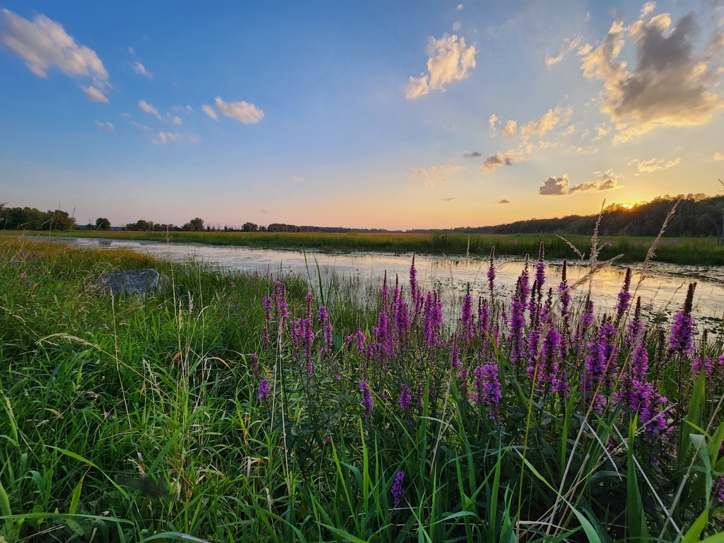 Marais des Grenouillettes